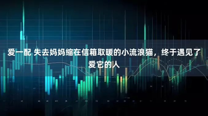 爱一配 失去妈妈缩在信箱取暖的小流浪猫，终于遇见了爱它的人